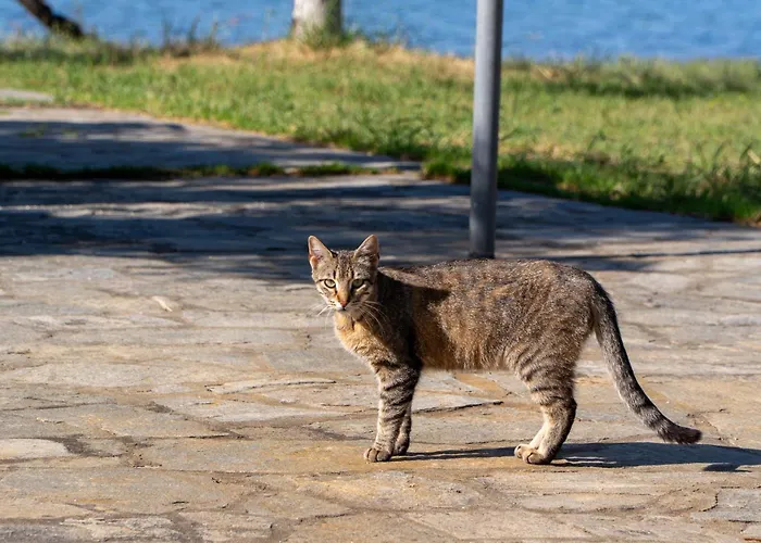 Afroditi Gasthuis Gerakini