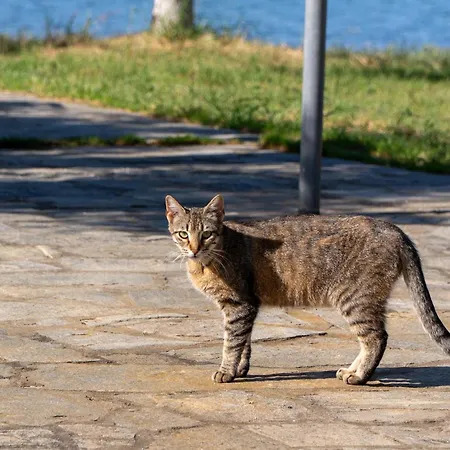 Afroditi Penzion Gerakini